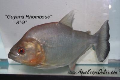 Black Piranha 8" (Guyana)(Serrasalmus Rhombeus)